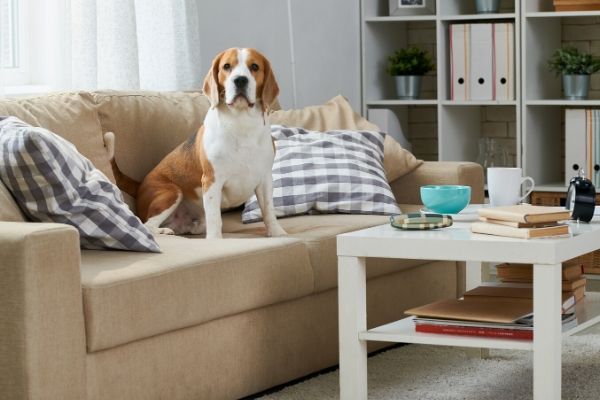 Copy of protection plan furniture protection plan